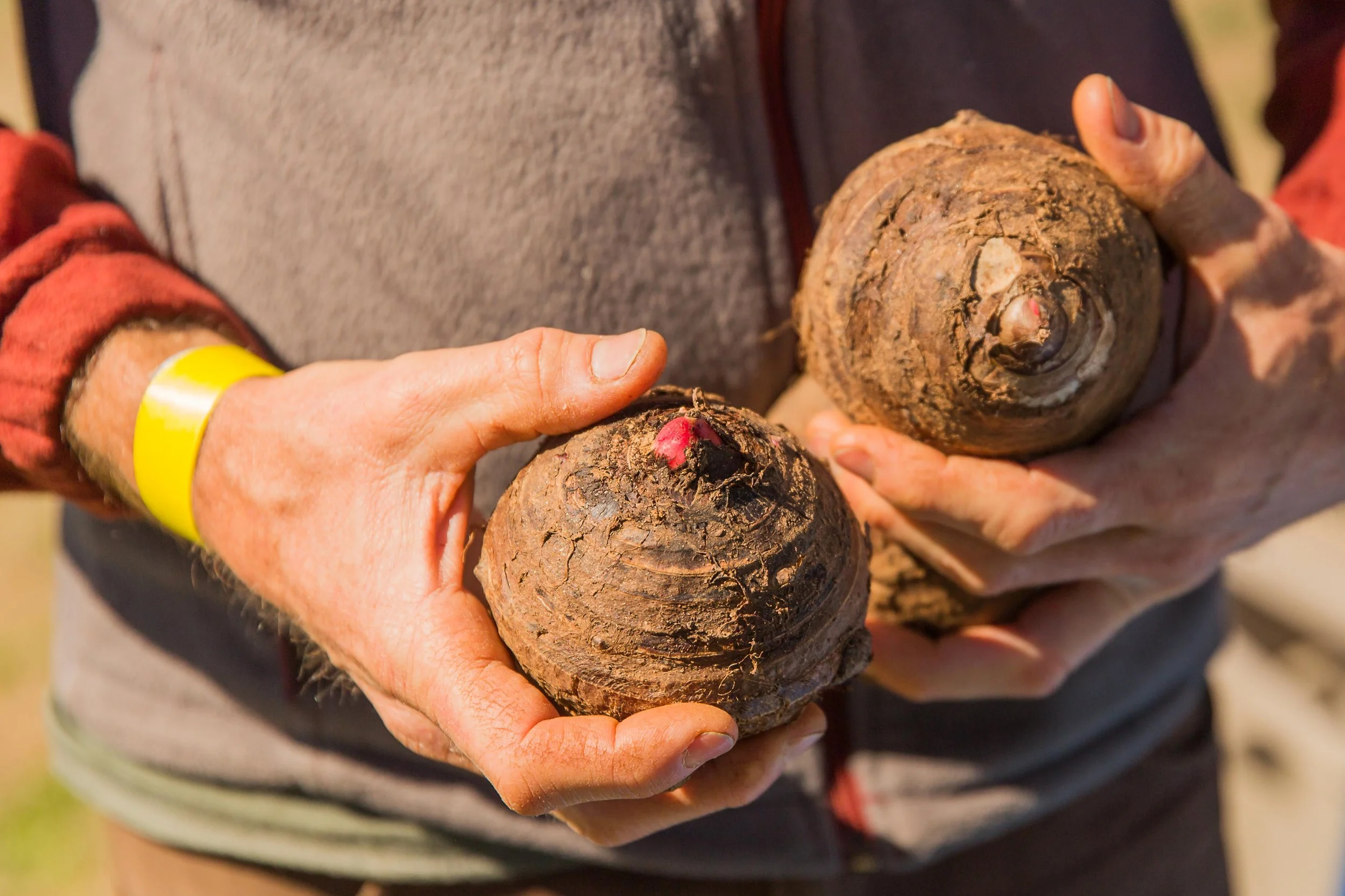 Taro | Explore Taro Cultivation & Recipes Today — Utopian Seed Project